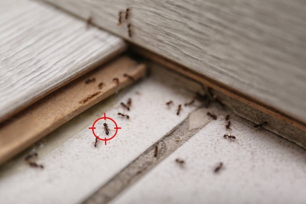 Best Flea Control Services  in Jacinto City, TX