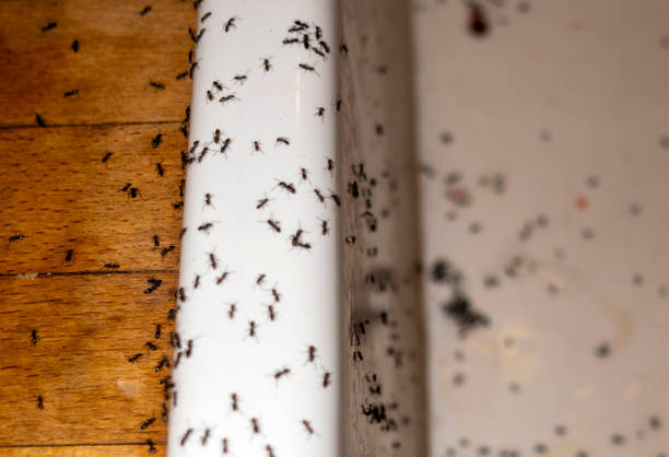 Best Pest Prevention Services  in Jacinto City, TX