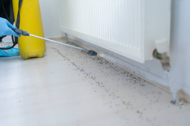 Best Ant Control Services  in Jacinto City, TX