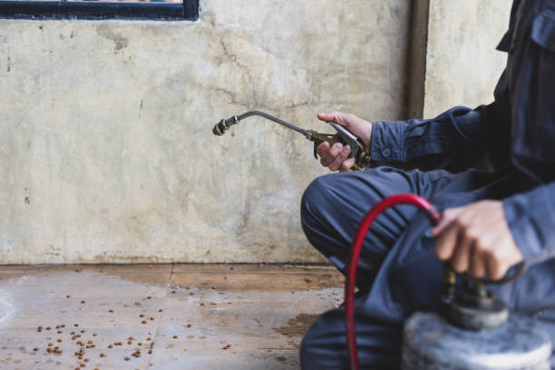 Best Flea Control Services  in Jacinto City, TX